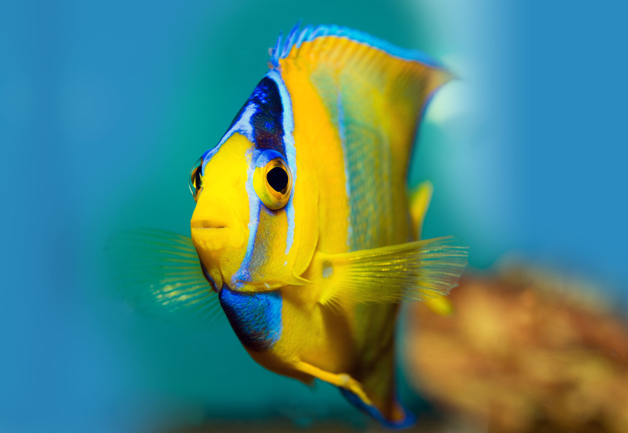 angelfish underwater
