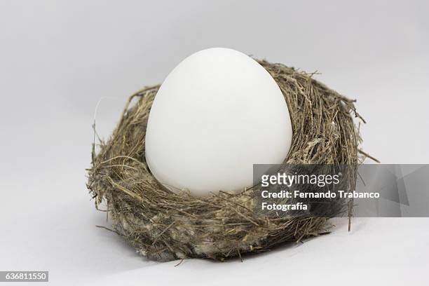 big egg in a nest - egg hatch stock-fotos und bilder
