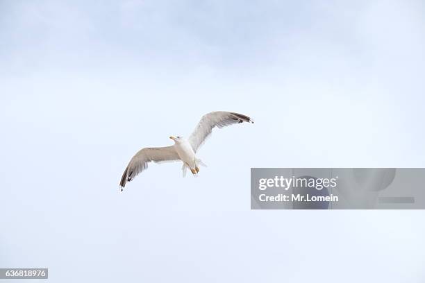696 Palomas Madrid Stock Photos, HighRes Pictures, and Images Getty