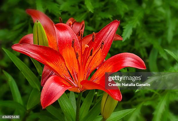 close up of red tiger lily - tiger lily flower foto e immagini stock