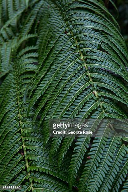 Fiddlehead tree fern is viewed at the entrance of the Thurston Lava Tube on December 12 at Volcanoes National Park, Hawaii. Hawaii, the largest of...