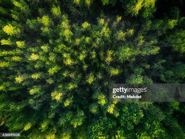 the bird's eye view to the tropical rain forest, north of thailand - bird on a tree stock-fotos und bilder