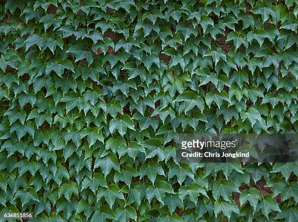 wall with ivy - ivy league stock pictures, royalty-free photos & images