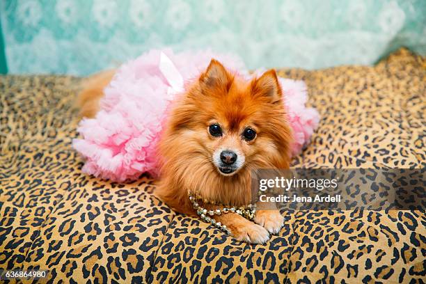 dog wearing tutu - pomeranian - fotografias e filmes do acervo