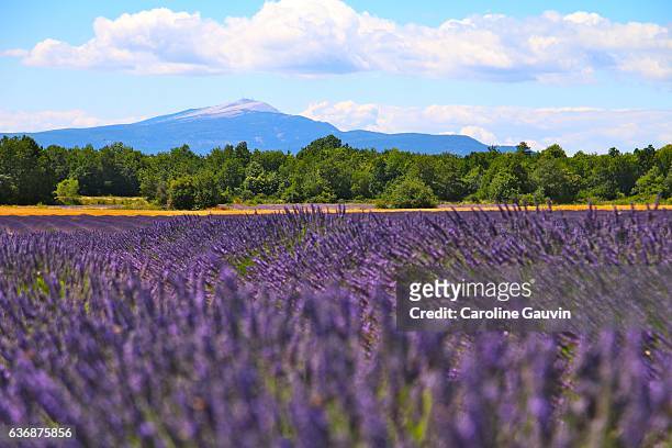 lavender field and ventoux - champs fleurs stockfoto's en -beelden
