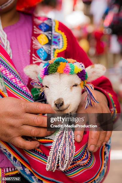 peruanische frau in traditionellen kleidern hält ein baby lama - alpaka stock-fotos und bilder
