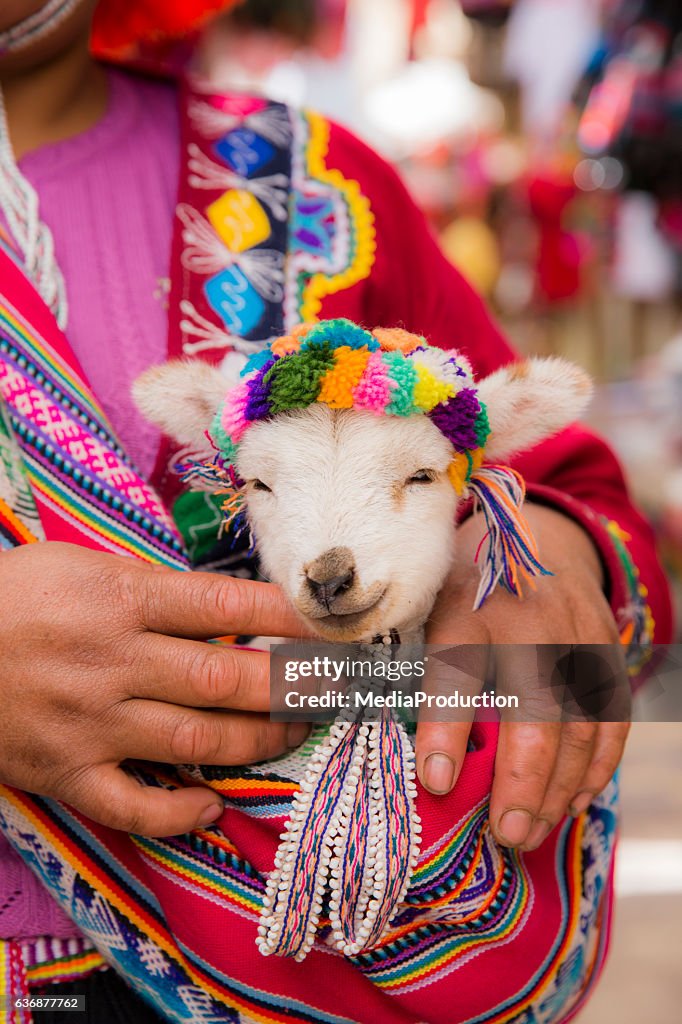 Peruvian woman in traditional clothes holding a baby llama