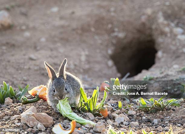 rabbit juvenile eating in the field illuminated by the light of the sun. ( species oryctolagus cuniculus.) - rabbit burrow stock pictures, royalty-free photos & images