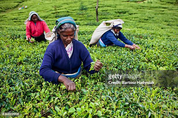 culture tamoule thé de ceylan à la collecte des feuilles sur tous les gens  - sri lanka and tea plantation photos et images de collection