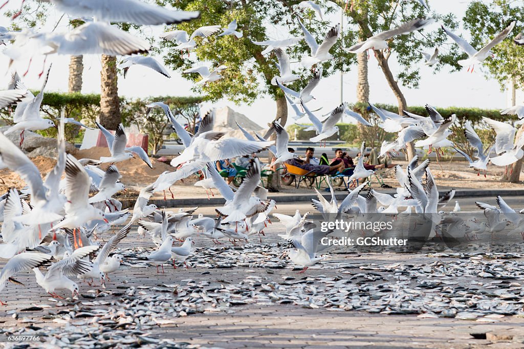 Flock of Seagulls