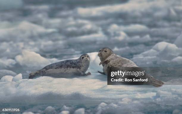 leconte bay harbor seals - ヒョウアザラシ ストックフォトと画像