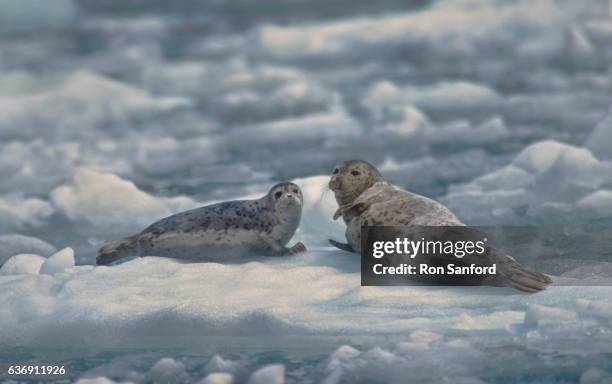 leconte bay harbor seals - leopard seal imagens e fotografias de stock