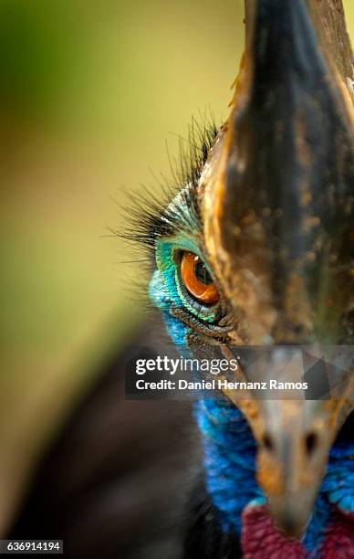 cassowary eye close up. casuarius casuarius - casoar photos et images de collection