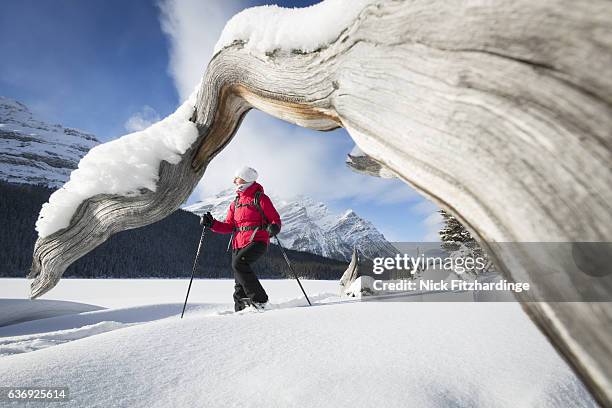 snowshoeing on a frozen peyto lake in winter, banff national park, alberta, canada - schneeschuh stock-fotos und bilder