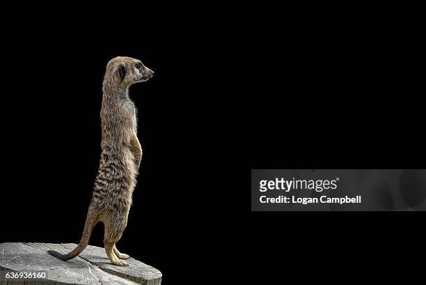 meerkat watching and looking - suricate photos et images de collection