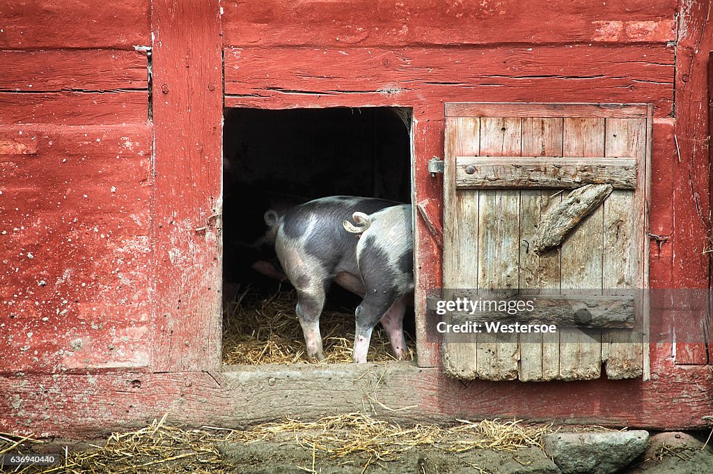 Black spotted pigs with outdoor access