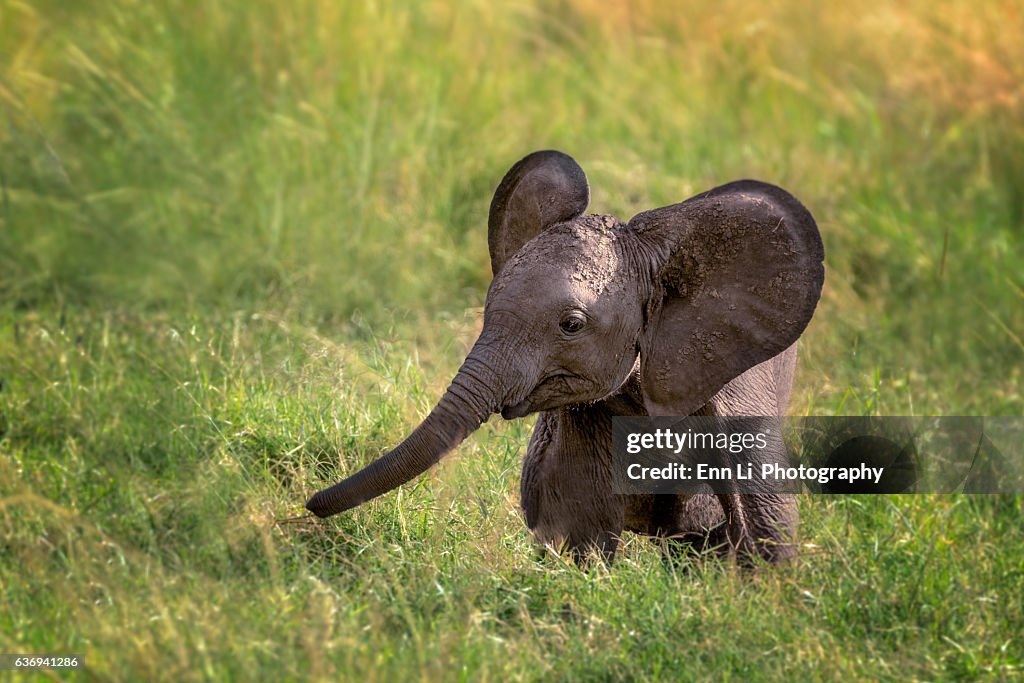 Baby Elephant