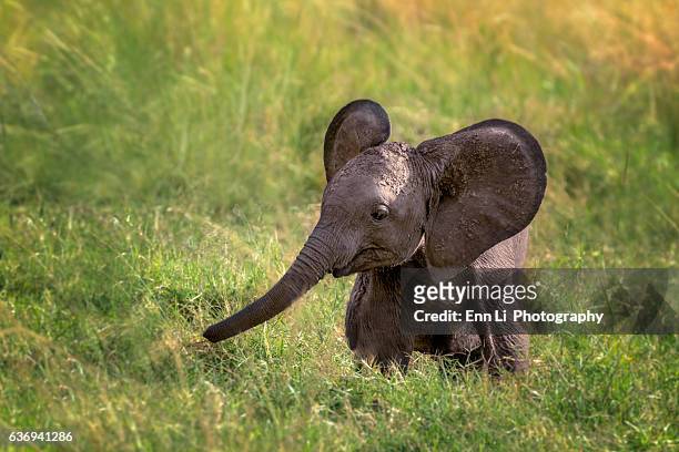 baby elephant - elephant calf stock pictures, royalty-free photos & images