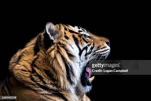 tiger yawning black background - animal behavior stock-fotos und bilder