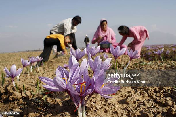 saffron fields, kashmir - burhaan kinu - fotografias e filmes do acervo