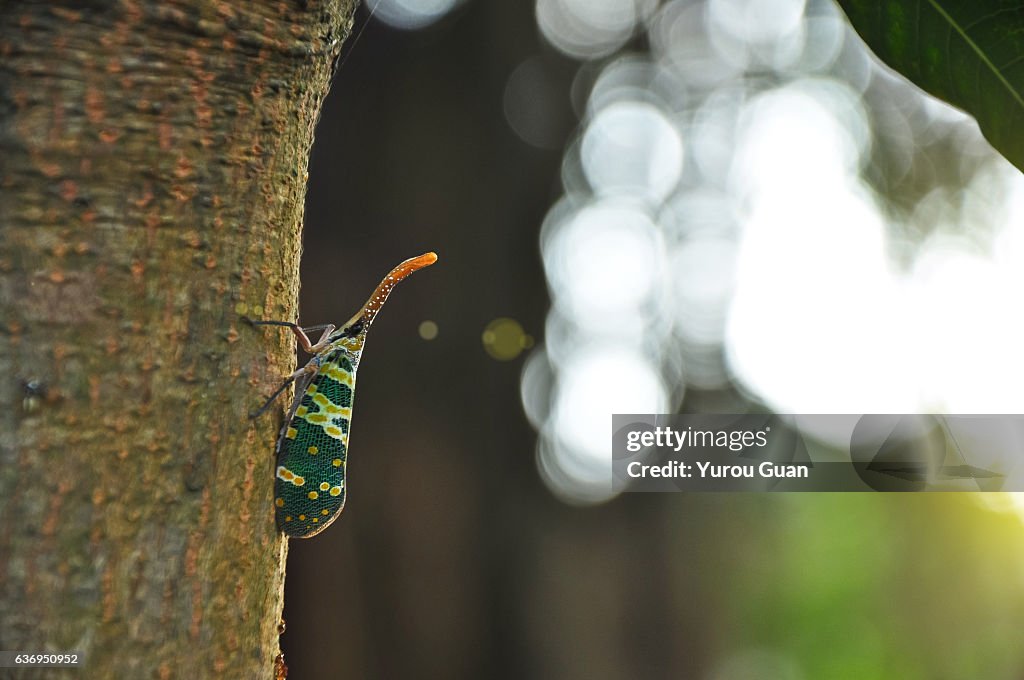 Pyrops candelaria is one kind of cicada.