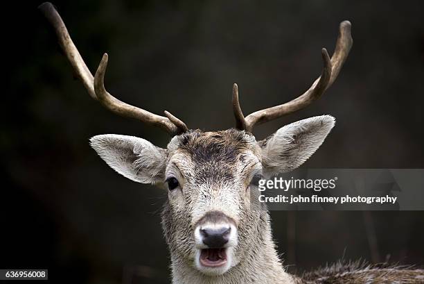 young manchurian sika deer with antlers looking stright at the camera with mouth open. english peak district - sikahert stockfoto's en -beelden