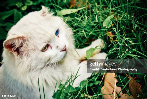 cat with heterochromia - heterochromatin stock pictures, royalty-free photos & images
