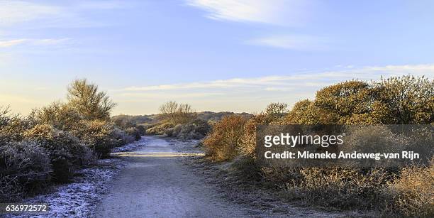 dune landscape, called berkheide in wintry setting - mieneke andeweg stock pictures, royalty-free photos & images