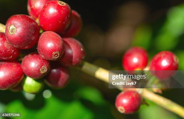 coffee plant - coorg coffee stock pictures, royalty-free photos & images