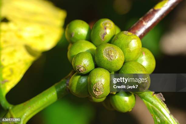 coffee plant - coorg coffee stock pictures, royalty-free photos & images