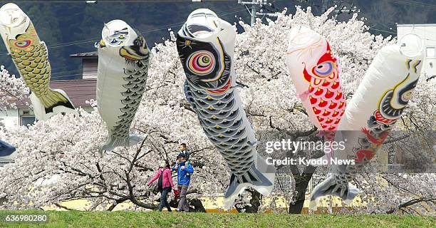 Japan - Some 100 colorful carp streamers blow in the wind against the backdrop of cherry blossoms in full bloom in Ichinoseki, Iwate Prefecture, on...