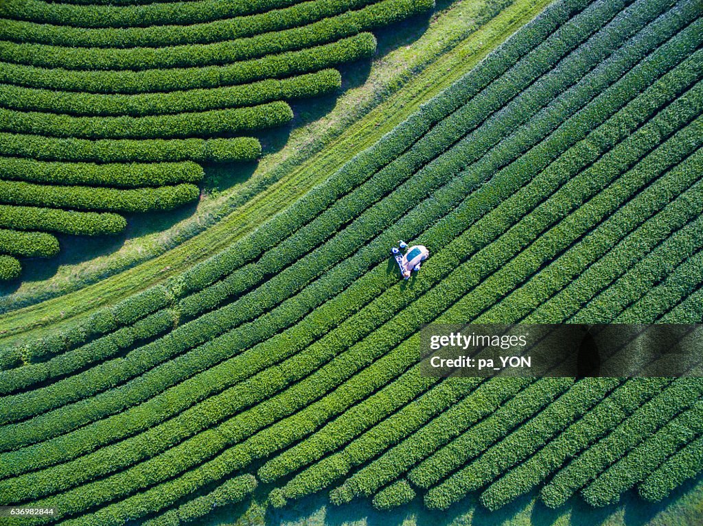 Tea Picking Aerial view