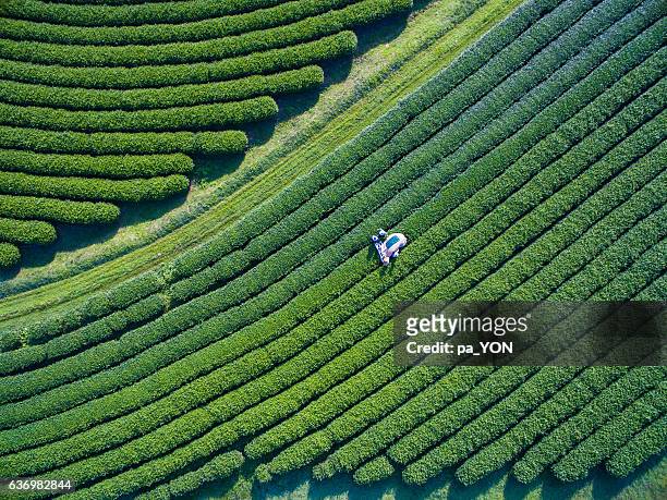 tea picking aerial view - kenya stock pictures, royalty-free photos & images