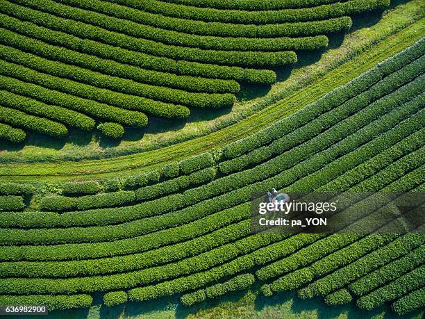 tea picking aerial view - culture agricole photos et images de collection