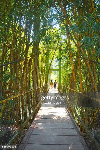 bamboo forest - coorg india stock pictures, royalty-free photos & images