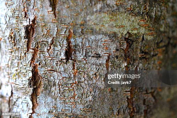 teakwood tree - teak tree stock pictures, royalty-free photos & images