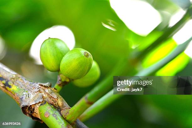 coffee plant - coorg coffee stock pictures, royalty-free photos & images