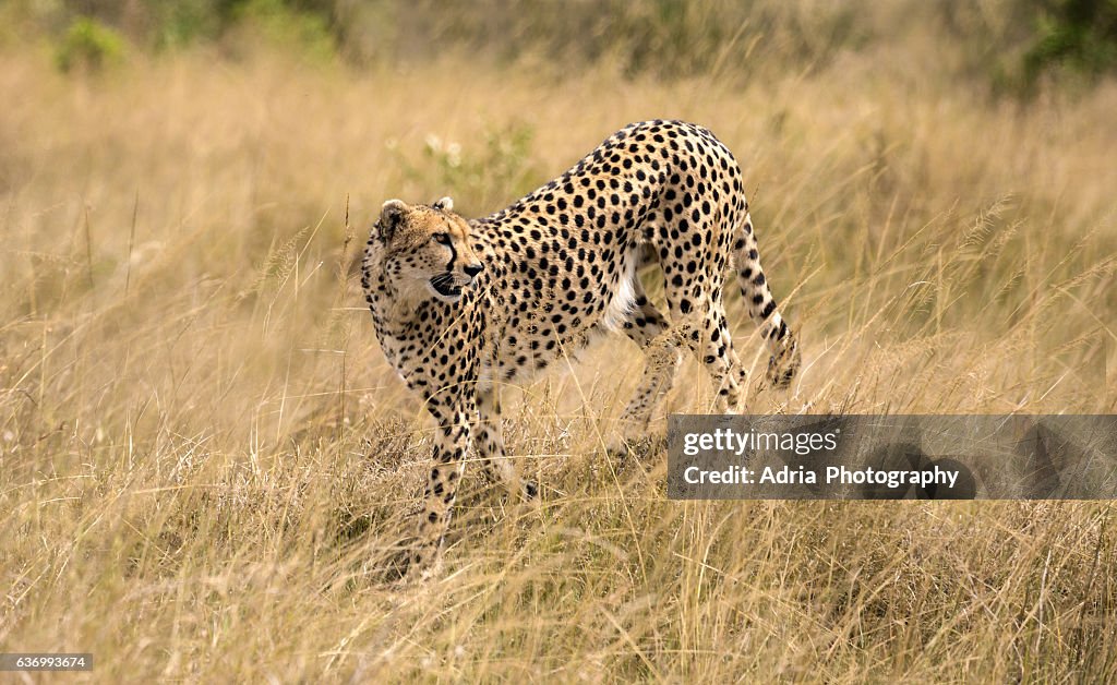 Focused cheetah