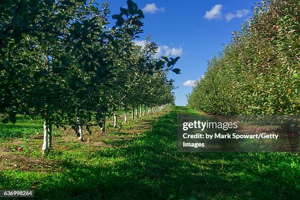 horticulture - apple orchard - london ontario stock pictures, royalty-free photos & images