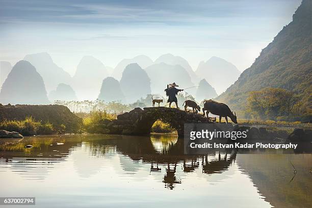 buffalo farmer at guangxi zhuang autonomous region, china - yangshuo ストックフォトと画像