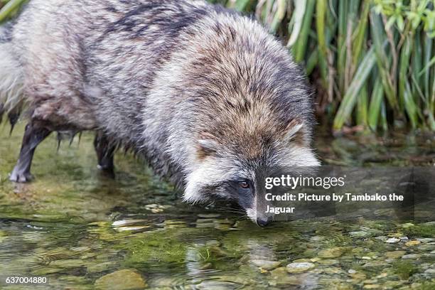 raccoon dog in a river - tanuki stock pictures, royalty-free photos & images