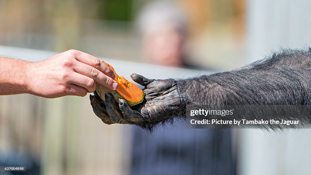 Giving melon to the chimpanzee