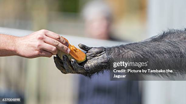 giving melon to the chimpanzee - zoo keeper stock pictures, royalty-free photos & images