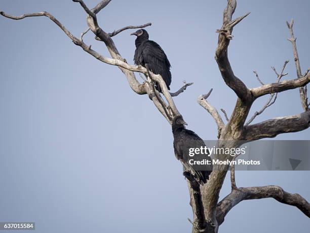 two juvenile turkey vultures - palisades amusement park stock-fotos und bilder