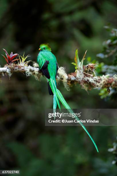 resplendent quetzal (pharomachrus mocinno) male - quetzal stock pictures, royalty-free photos & images