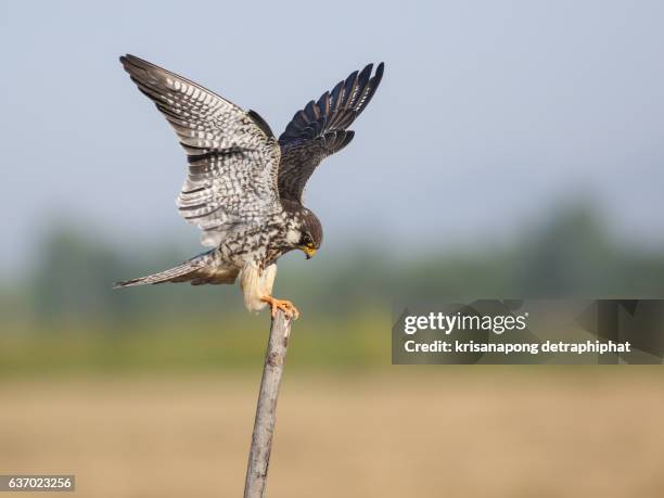 falcon ,amur falcon - hawk nest stock pictures, royalty-free photos & images