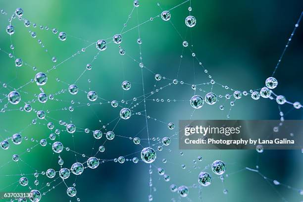 spider web - dew bildbanksfoton och bilder