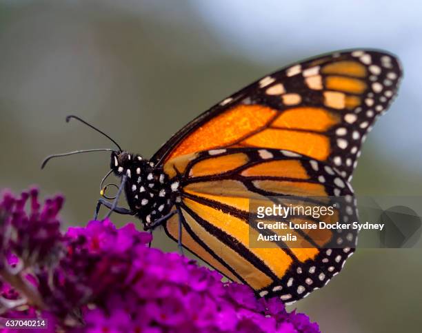 monarch butterfly on buddleia flower - louise docker sydney australia stock pictures, royalty-free photos & images