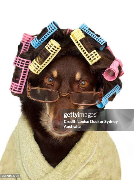 australian kelpie dog wearing wig with hair curlers ,glasses and a dressing gown on a white background - australian kelpie stock pictures, royalty-free photos & images