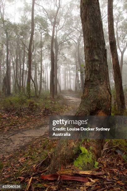 forest in the fog - southern highlands australia stock pictures, royalty-free photos & images